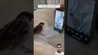 cat birds pets animals funny shortvideo animalshorts remotecontrolplane horrormovies [upl. by Ninette]