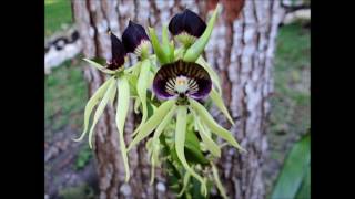 locos por las plantas fichas tecnicas de orquideas encyclia cochleata [upl. by Gombach]