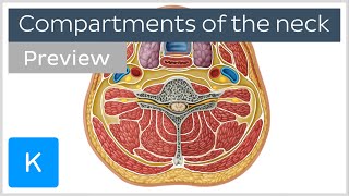 Compartments of the neck preview  Human Anatomy  Kenhub [upl. by Camm]