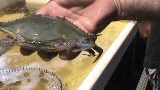 How To Shed A Soft Crab [upl. by Hal]