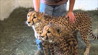 Cheetahs with Luke at Southwicks Zoo in Mendon MA [upl. by Atirrehs]