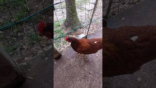 The Rhode Island Red Hens [upl. by Tocci]