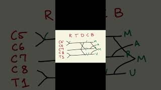 Brachial plexus part2 neetpg2025 mbbsstudent medicine science inicet2025 [upl. by Pyotr]