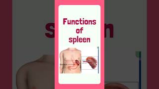 Functions of spleenanatomymbbs neetpreparation neet2024spleen mbbsstudent anatomyphysiology [upl. by Ayit]