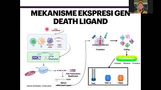 Apoptosis via Extrinsic Pathway FasL [upl. by Pietro]