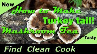 Turkey Tail Mushroom Tea  Find Clean Cook  Identification  Health  How to make Turkey Tail Tea [upl. by Brittney]