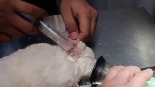 Ear examination and irrigation of a chinchilla Pt 2 [upl. by Teryl]