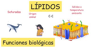 Lípidos funciones biológicas y clasificación BiologíayEcología clasesdebiología [upl. by Desta]