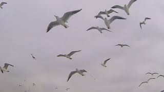 VIDEOS WITH BEAUTIFUL SEAGULLS FLYING SOON FREE AND LOOSE IN NATURE UPDATED 2022 [upl. by Yaner]