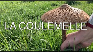 LA COULEMELLE  une lépiote populaire et un champignon délicieux [upl. by Aieken801]