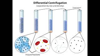 Subcellular Fractionation [upl. by Ahsier]