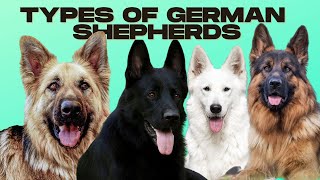 German Shepherd Types  5 Types of German Shepherds [upl. by Bik]