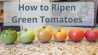 How to Ripen Green Tomatoes Indoors [upl. by Alda411]