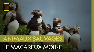 Connaissezvous le macareux moine lune des plus étranges créatures de lArctique [upl. by Einahpats]