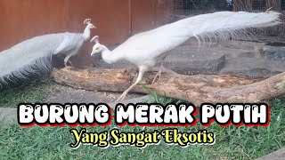 KEINDAHAN BURUNG MERAK PUTIH NAN EKSOTIS burungmerpatiputih merakputih merak burung feedshorts [upl. by Tiossem]