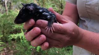 CUTE EASTERN QUOLLS [upl. by Mufi]