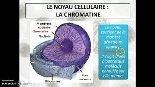 Cours 6a  La cellule le noyau cellulaire [upl. by Emilia]