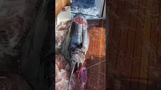 What Happened  Bahama Marlin part 3 of a series bluemarlin bahamasfishing [upl. by Akire]