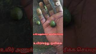 Sperm count increase food tamilஉயிர் அணுக்கள் அதிகரிக்கshorts [upl. by Artinek]