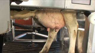 VMS Touch Screen 2m  DeLaval Automated Milking Solutions  DeLaval [upl. by Ariahs]