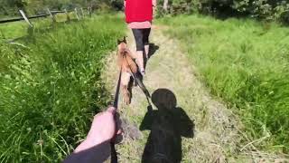 Kiera and Axle walk in Noordhoek puppy doglife dog horse [upl. by Hgielyak]