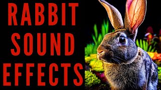 RABBIT SOUND EFFECTS  Rabbit Sound Bites [upl. by Sarette]