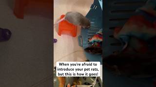 Introducing my baby rats to my 2 year old rat Penelope rats petrats ratties exoticpets [upl. by Nnyltiac89]