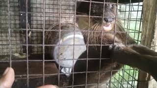 Otters Making Strange Noises For Food Compilation 2022  Screaming amp Weird Noises [upl. by Royo]