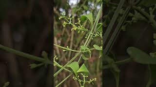 Rubia cordifolia Rakta ManjishtaKannada [upl. by Garibull890]