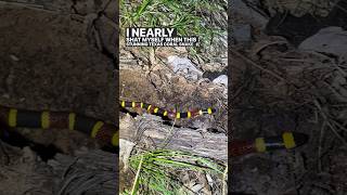 Flipping A Texas Coral Snake venomous elapid snake snakes herping shorts wildlife animals [upl. by Hales]