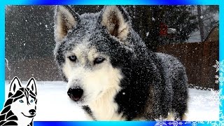 HUSKIES PLAYING in a SNOW STORM  Huskies play in the Snow Blizzard [upl. by Negem32]