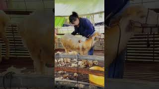 Sheep Shearing🐏Workers process of trimming the sheeps woolcleanning the sheep Short p130 [upl. by Clough230]