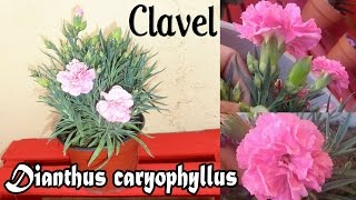 Trasplante cuidados y morfología del Clavel  Dianthus caryophyllus [upl. by Uphemia]