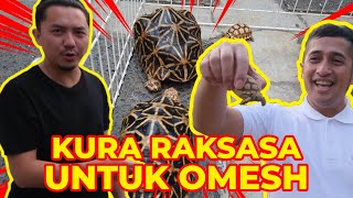 KURAKURA RAKSASA UNTUK OMESH [upl. by Eesac]