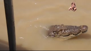 Caza de cocodrilo en Australia [upl. by Sone363]