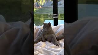 aia e acum 🤣🤣🤦🏽‍♂️ britishshorthaircat [upl. by Eugenides]