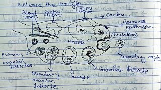 Reproductive SystemGametogenesisOvarian cycle Method of contraception zoologybsczoology [upl. by Krein]