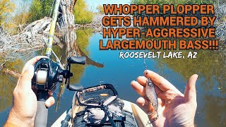 Roosevelt Lake AZ  WHOPPER PLOPPER Gets Hammered By HyperAggressive LARGEMOUTH BASS fishing [upl. by Rutherford555]