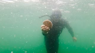 Free Diving For Scallops in Cornwall  Crazy Wildlife Unexpected Finds and First Ever Scallop [upl. by Dilks929]