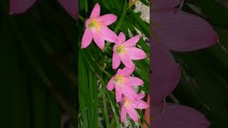 🌾☆⁴•¹ Rosy Rain Lily Zephyranthes rosea in Amaryllis Family Amaryllidaceae [upl. by Beberg]