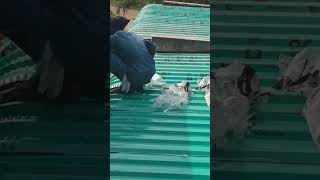 Eppadi iruntha naan ippadiyagiten funny viralvideo trending roofing work [upl. by Minnie]