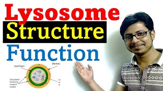 Lysosome structure and function [upl. by Atirabrab]