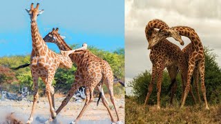 Giraffes neck fighting [upl. by Herby]