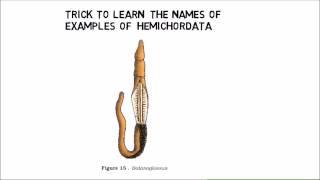 410 phylum Hemichordates trick example from NCERT [upl. by Eceryt]