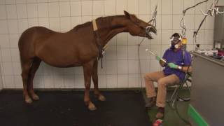 Tierklinik Gessertshausen  Zahnstation für Pferde [upl. by Jerol]