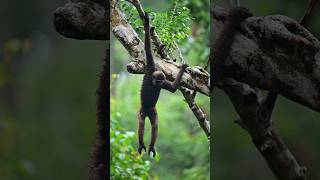 Whitebearded Gibbon  Borneo Indonesia  Nikon Zf  Wild Wonders Expeditions [upl. by Rotow115]