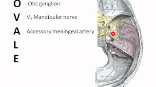 Contents of the Foramen Ovale [upl. by Solly]