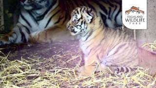 Tiger Cubs at the Highland Wildlife Park [upl. by Ecilahc236]