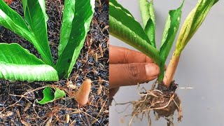 How To Propagate Elephant Foot Yam By Leaves  Amorphophallus Konjac [upl. by Gruchot412]