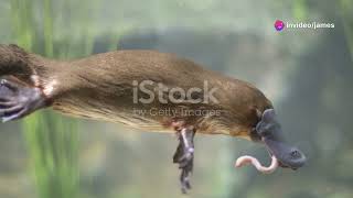 One of the Egg Laying mammal  The Duck Billed Platypus [upl. by Aremihc]